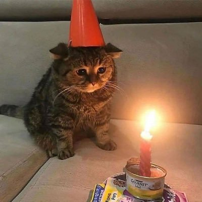 Posts Of Cats