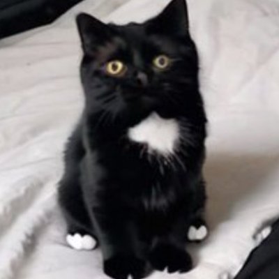 Moon Cat