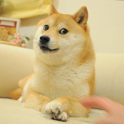 Own The Doge 🐶🖼