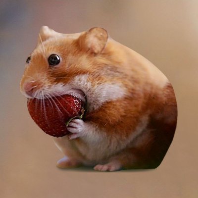 nom nom