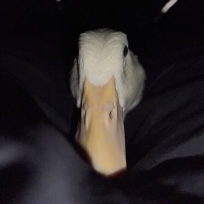 quakduo