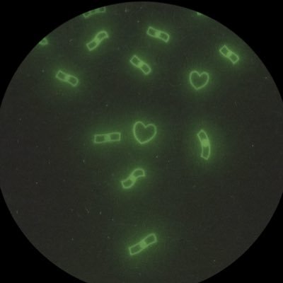 xbtcas