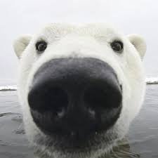polar