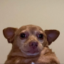 cheddar logo