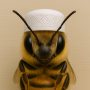 Habeebee logo