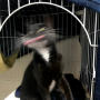 blurredcat logo